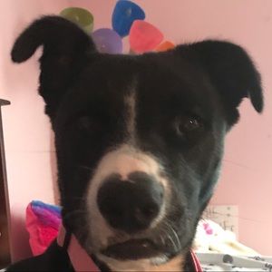 Meet your Posher, Riley